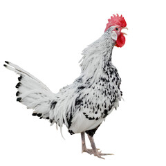 Chicken rooster cock isolated over white background. Singing cock.