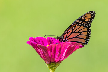 Monarch butterfly perched on hot pink flower with green background