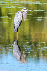 Great blue heron standing in pond with reflection in water