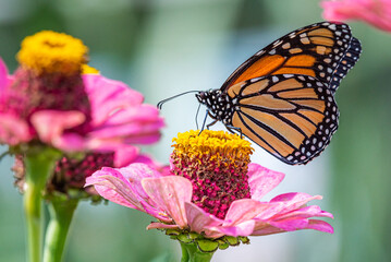 Monarch butterfly perched on pink zinnia flower in garden in summer