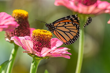 Monarch butterfly perched on pink zinnia flower in garden in summer