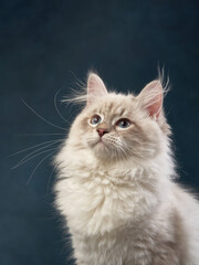 Naklejka na ściany i meble kitten on a canvas blue background. Pedigree siberian cat in studio
