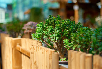 Succulent Ornamental Plants In Sunlight