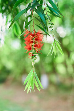 Callistemon viminalis Cheel，red flower