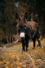 Donkeys grazing all over the mountain of the Sacred Valley of the Incas, Cusco, Peru