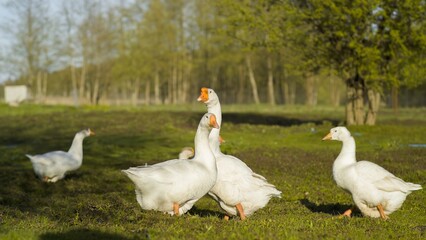 A group of geese on a grassy field. Domestic bird. Shooting from a low angle.