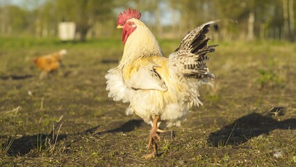 Rooster walking in field among poultry. Low angle shot