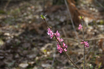 Blooming branch of february daphne, Daphne mezereum in sunny spring day. Close up of rare toxic...