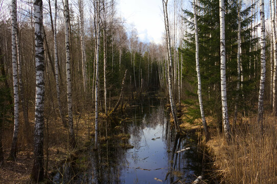 Black quiet creek in spring forest. Birch and spruce trees. Cloudy morning.