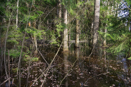 Spring flooded trees. High water in april forest. Black water of wood flood.