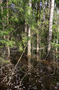 Spring flooded trees. High water in april forest. Black water of wood flood.
