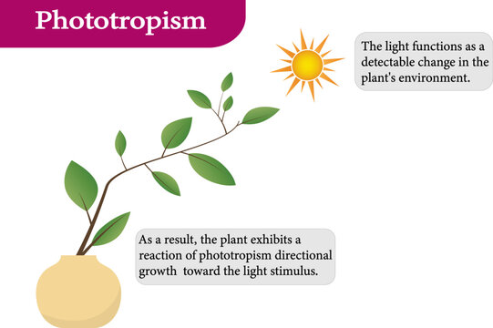 Mechanism of Phototropism in Plants,vector image