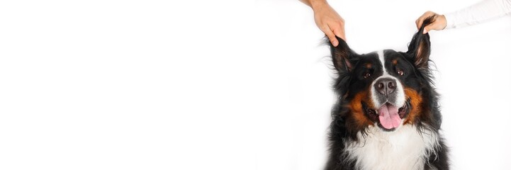 Stock Foto Bernese mountain dog on white background. Studio shot of a dog on an isolated background. The hands of the owners raised their ears in a funny way. Banner. 