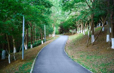 Winding roads in the forest