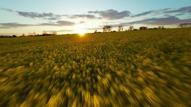 The drone flies low over a field of rapeseed, heading towards the setting sun. Bathed in golden light, which paints a picturesque landscape in the sky, the machine gradually lifts into the air.