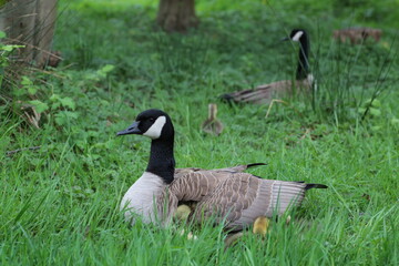 canada goose and goslings