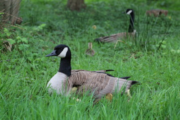 canada goose and goslings