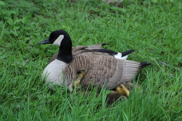canada goose and goslings