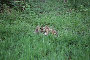 canada goose and goslings