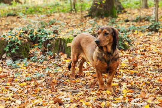 The Alpine Dachsbracke or Alpenl&auml;ndische Dachsbracke is a small breed of dog of the scent hound type originating in Austria