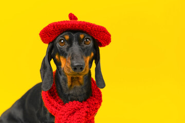 Portrait of an elegant dachshund puppy in takes knitted woolen , scarf on yellow background. Pet in...