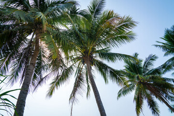 Fototapeta na wymiar Coconut palm trees against blue sky. Tropical vacation or summertime concept.