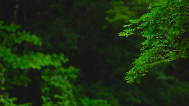 福井県池田町 かずら橋 もみじ 新緑