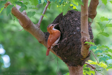 Carga barro en su nido
