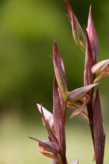 A long-lipped serapias or plow-share serapias isolatedon green meadow. Serapias vomeracea.