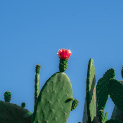 cactus and sky