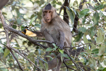 A macaque eats a banana on a tree in tropical nature, Thailand