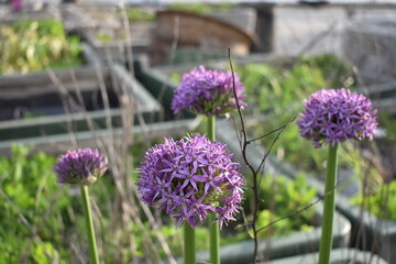 Giant Ornamental Onion Purple Flower Plants Blooming