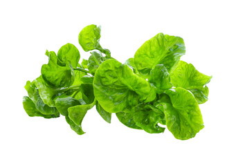 Fresh watercress isolated  transparent png