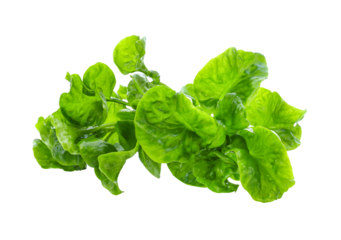 Fresh watercress isolated  transparent png
