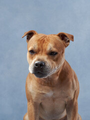 happy red dog on a blue background. staffordshire bull terrier in the studio. indoor pet