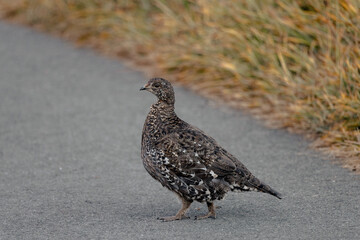 Wild bird pheasants in Olympic National Park Hurricane Ridge in Washington.