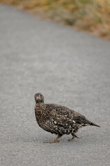 Wild bird pheasants in Olympic National Park Hurricane Ridge in Washington.