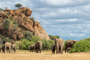 Elephant herd walking in Mashatu Game Reserve in the Tuli Block in Botswana.