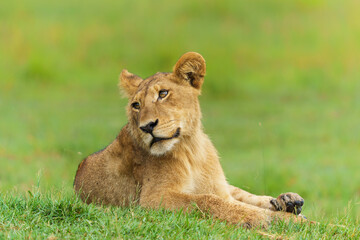 Fototapeta na wymiar Lion (Panthera leo) cub resting. These lion cubs are resting on the plains in the Okavango Delta in Botswana