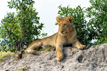 Lion (Panthera leo) cub resting. These lion cubs are resting on the plains in the Okavango Delta in...