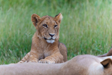 Obraz na płótnie Canvas Lion (Panthera leo) cub resting. These lion cubs are resting on the plains in the Okavango Delta in Botswana