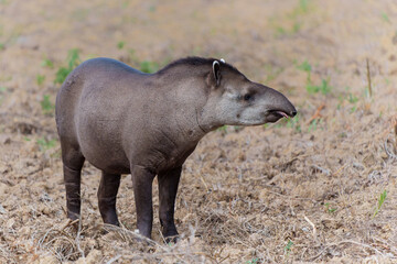 South American tapir (Tapirus terrestris) , also called the Brazilian tapir or lowland tapir, walking around and searching for food in the North Pantanal in Brazil