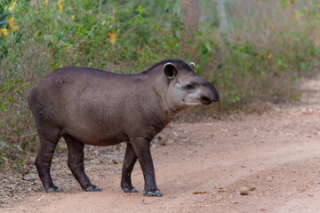 South American tapir (Tapirus terrestris) , also called the Brazilian tapir or lowland tapir, walking around and searching for food in the North Pantanal in Brazil