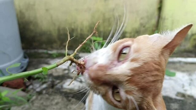 Cat Eat Grass Acalypha Indica
