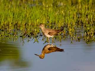 Sandpiper bird looking for food in the mirrored lake in the Amazon rainforest