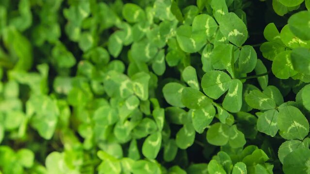 Vertical Zoom in out Greenish cleaver natural background. Small green Clover leaves pattern background, Natural and St. Patrick's day background and shamrock wallpaper. Vacation and holiday clovers