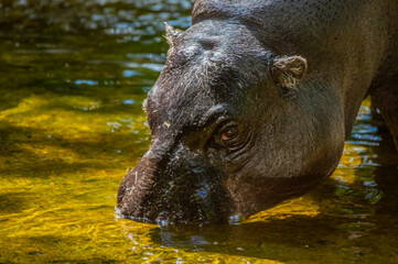 Hippo Head Down