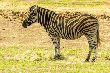 Standing Zebra