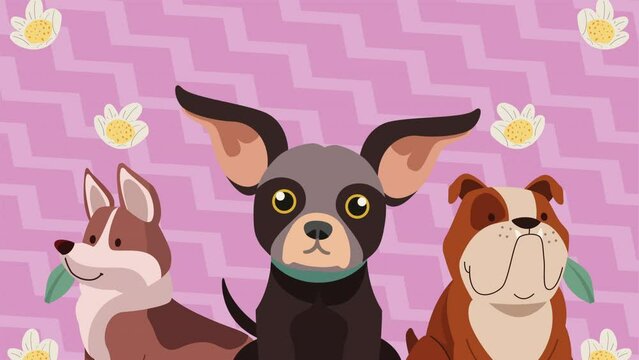 three dogs pets with flowers animation