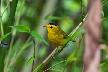 wilson's warbler